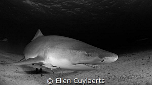 Lemon shark contact by Ellen Cuylaerts 